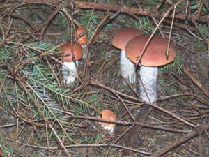 Mushroom pickers loot